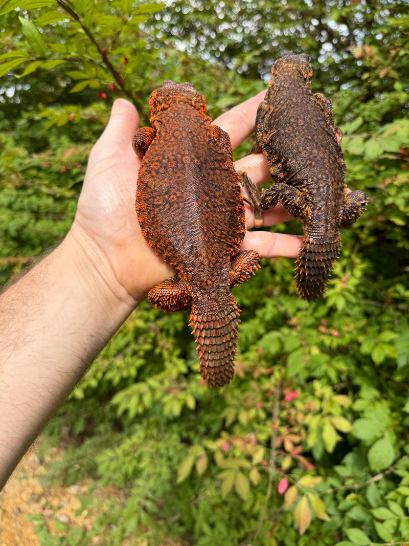 Super Red Niger Uromastyx Adult Pair