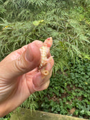 Baby Albino Common Snapping Turtle 2025 Pig Tail