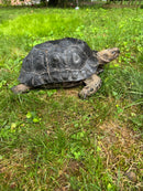Burmese Black Mountain Tortoise Female