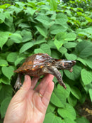 Spiny Hill Turtle Sub-Adult Female