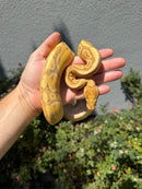 Banana Ball Python Mixed Morph Female