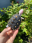 Ornate Diamondback Terrapin Female