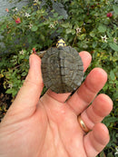 Maracaibo Wood Turtle Babies (Rhinoclemmys diademata)
