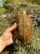 Keeled Box Turtle Adult Female (Cuora mouhotii mouhotii)