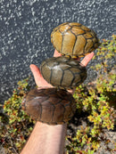 Razor backed Musk Turtle CB Adult Trio