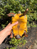 Red Foot Tortoise Adult Female