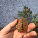 Vietnamese Three-striped Box Turtle