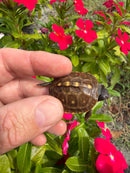 Hi Color Orange Baby Eastern Box Turtle