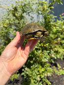 Sicilian Pond Turtle Adult Pair