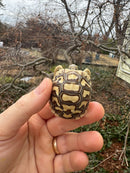 Hi White Leopard Tortoise 2026