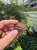Hi Color Orange Baby Eastern Box Turtle