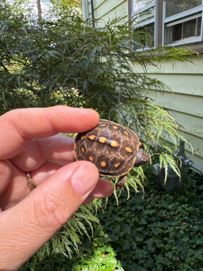 Hi Color Orange Baby Eastern Box Turtle