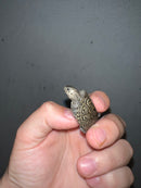 Concentric Diamondback Terrapin 2023 (Malaclemys terrapin)