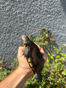 Franco-Italian Pond Turtle Adult Female