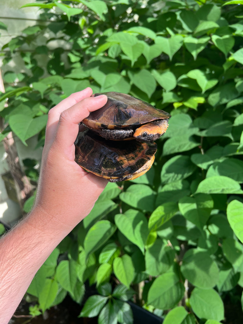 Twist-necked Turtle LTC Pair