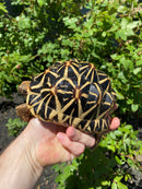 Indian Star Tortoise 2020