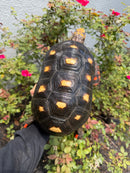 Red Foot Tortoise Adult Male