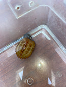 Hi Orange Vietnamese Black Breasted Leaf Turtle Baby 2026