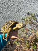 Eastern Hermann's Tortoise Adult Female