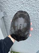 Gibba Sideneck Turtle XXL FEMALE