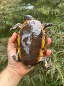 Twist-necked Turtle LTC Female