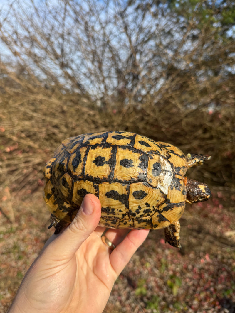 Libyan Greek Tortoise Adult Male