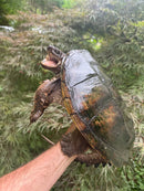 Common Snapping Turtle Adult Female