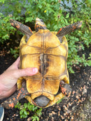 Red Foot Tortoise Adult Female