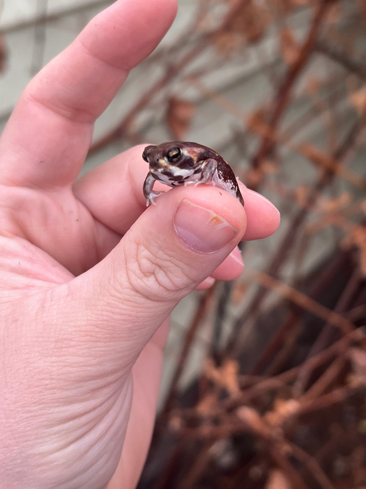 Mozambique Rain Frogs For Sale | American Reptile Distributors