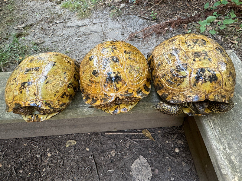 Russian Tortoise Adult Female Group (0.3)   (Testudo horsfieldii)