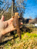 Super Red Niger Uromastyx Adult Pair