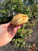 Albino Reeves Turtle Pair