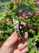 Ornate Diamondback Terrapin Female