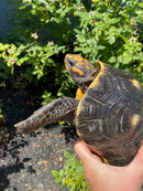 Red Foot Tortoise Adult Male