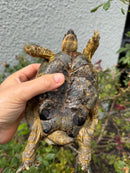Mesopotamian Greek Tortoise Adult Male