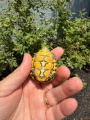 Florida Red Bellied Turtle X Peacock Slider