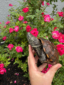 Reeves Turtles Adult Female