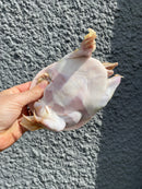 Albino Chinese Softshell Turtle Adult Male