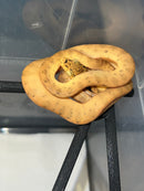 Amazon Tree Boa Baby 2023 CB
