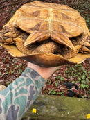 African Spurred Tortoise (13-14 inch) Female