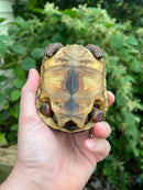 Colombian Clownface Redfoot Tortoise 2021