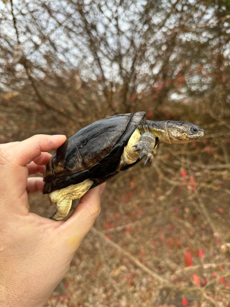 African Dwarf Mud Turtle Adult Female