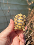Leopard Tortoise 2024