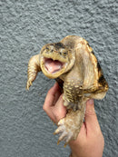 Hypomelanistic Common Snapping Turtle 2024