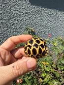 Sri Lankan Star Tortoise