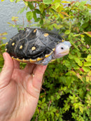 Ornate Diamondback Terrapin Female