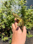 Sicilian Pond Turtle Adult Pair