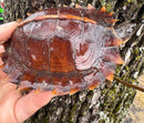 Spiny Hill Turtle CB 2024