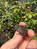 Alligator Snapping Turtle X Florida Snapping Turtle