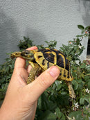 Eastern Hermann's Tortoise Adult Female